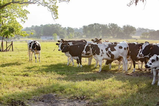 A-herd-of-cows-grazing-in-a-green-pasture.jpg A herd of cows grazing in a green pasture.