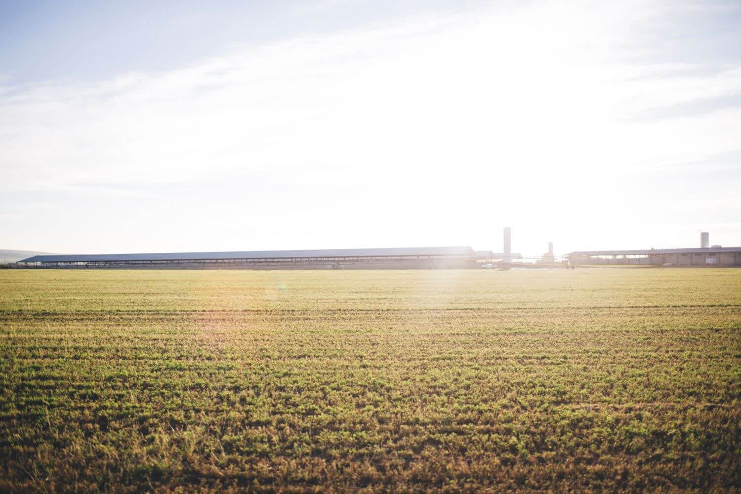 A-sunlit-field-with-perfectly-manicured-grass-on-a-dairy-farm.jpg A sunlit field with perfectly manicured grass on a dairy farm.